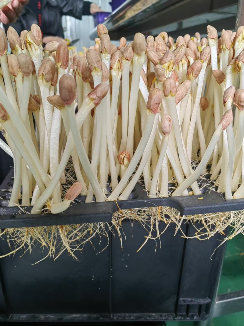 上海精品花生芽基地直发货源充足供应全国欢迎咨询！