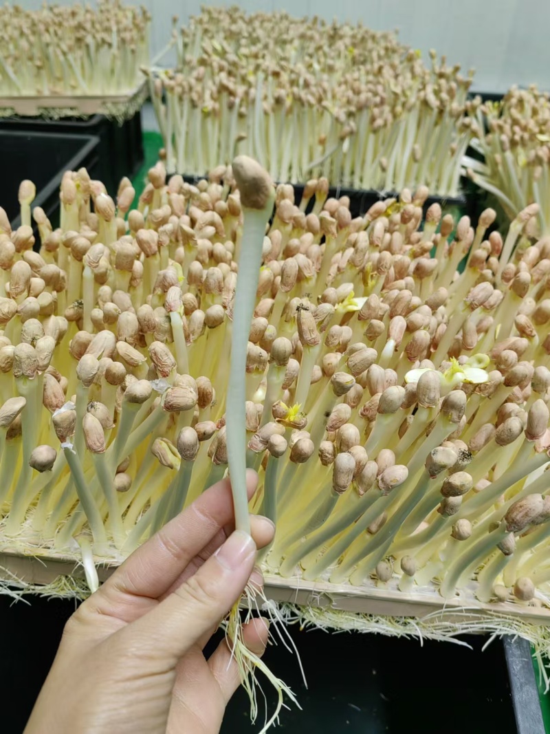 上海精品花生芽基地直发货源充足供应全国欢迎咨询！