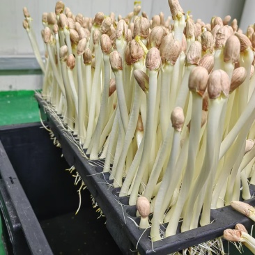精品花生芽苗菜现货先发基地直发供应全国欢迎咨询！