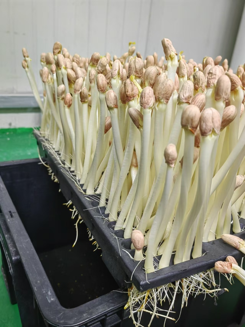 精品花生芽苗菜现货先发基地直发供应全国欢迎咨询！