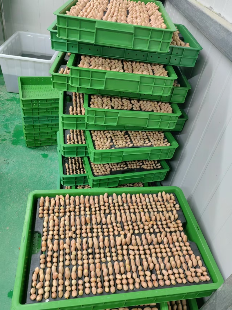 精品花生芽苗菜现货先发基地直发供应全国欢迎咨询！
