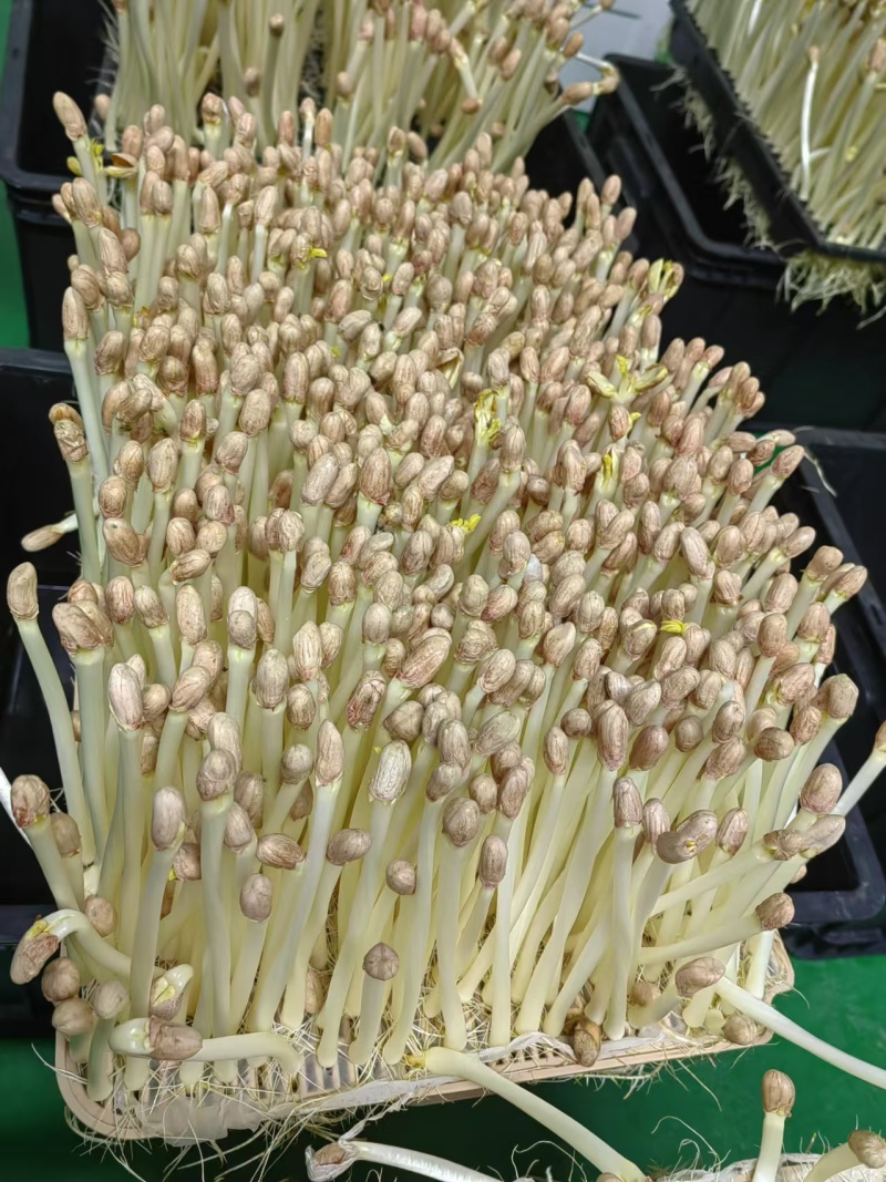 精品花生芽苗菜现货先发基地直发供应全国欢迎咨询！