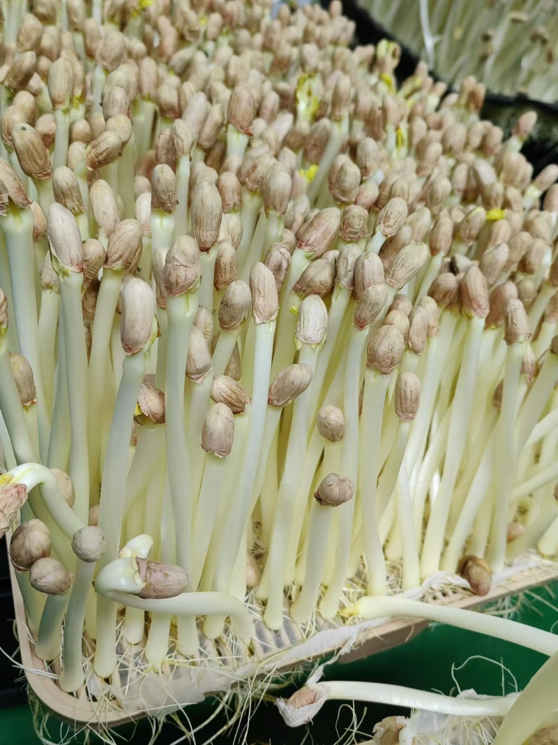 精品花生芽苗菜现货先发基地直发供应全国欢迎咨询！