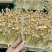 精品花生芽苗菜现货先发基地直发供应全国欢迎咨询！