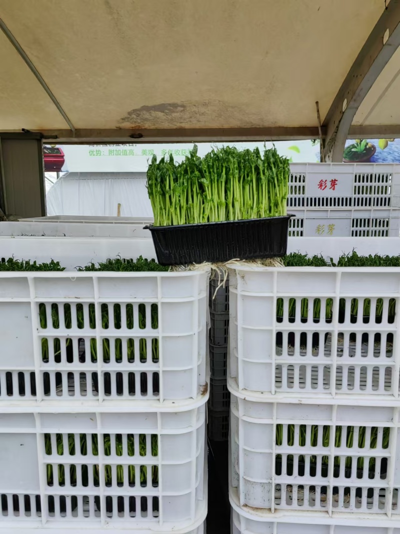 上海豌豆苗大量现货支持发货江浙沪欢迎来电详谈！
