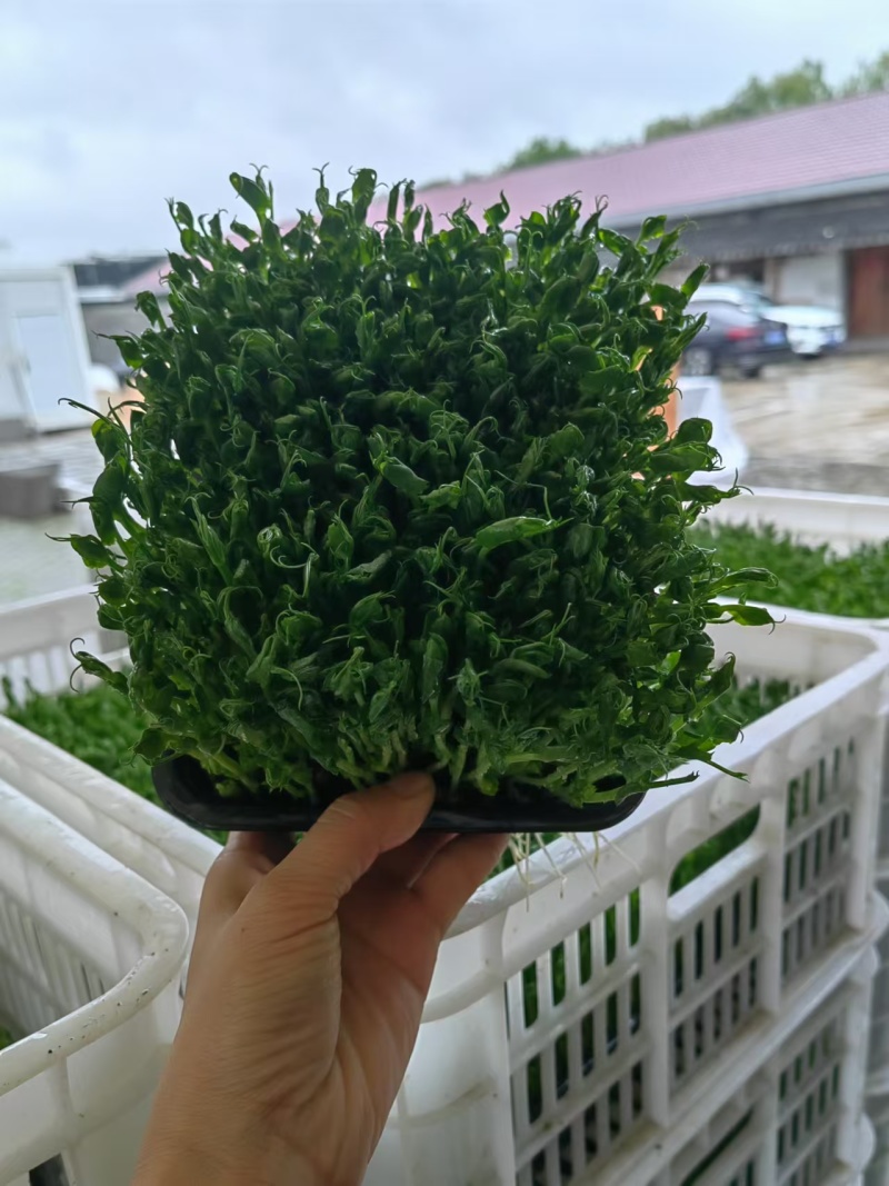 上海豌豆苗大量现货支持发货江浙沪欢迎来电详谈！