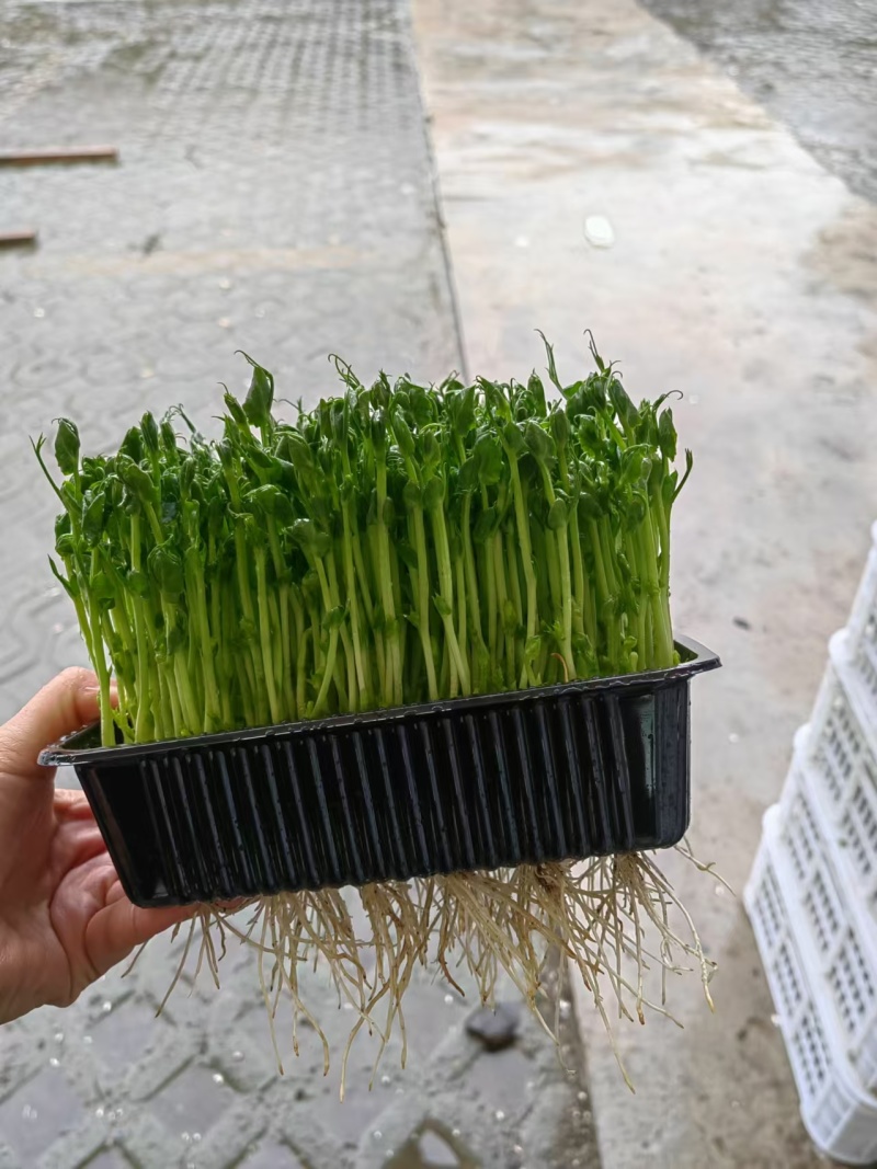 上海豌豆苗大量现货支持发货江浙沪欢迎来电详谈！