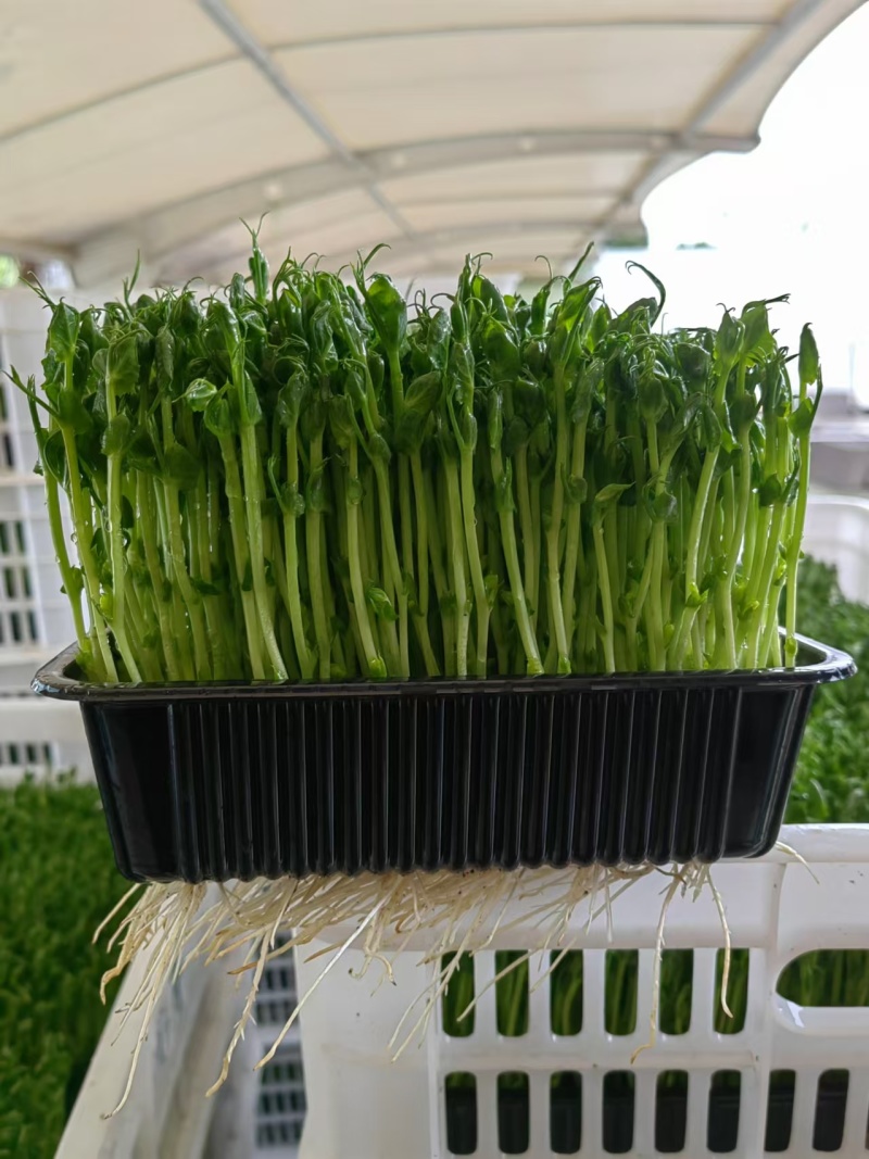 上海豌豆苗大量现货支持发货江浙沪欢迎来电详谈！