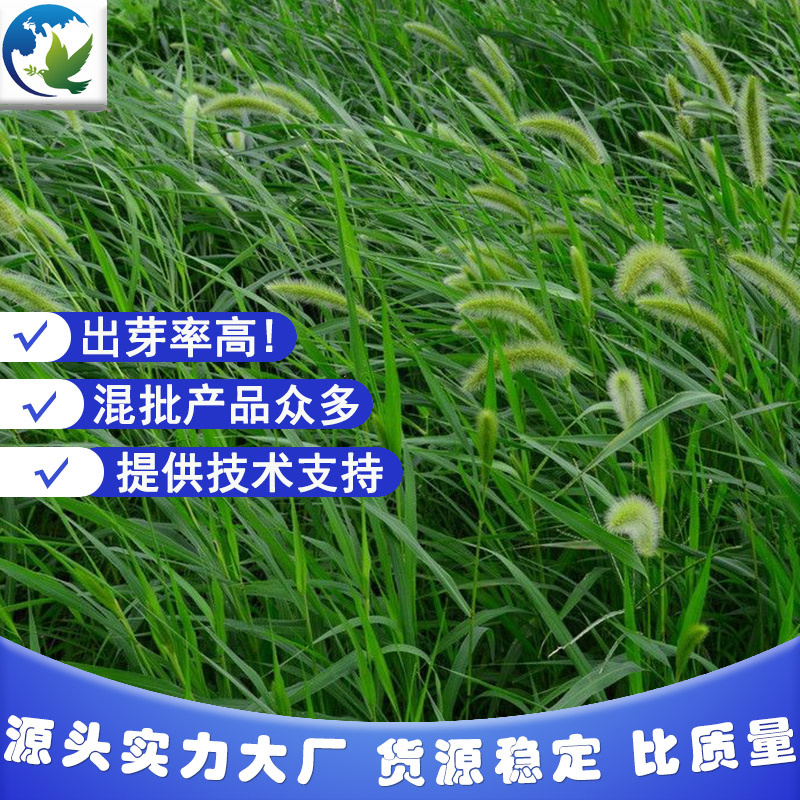 批发狗尾草种子货源充足支持一件代发欢迎电话联系