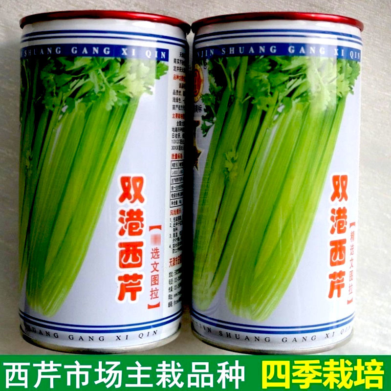 文图拉西芹菜种子津南实心芹天津双港杂交耐热四季西芹