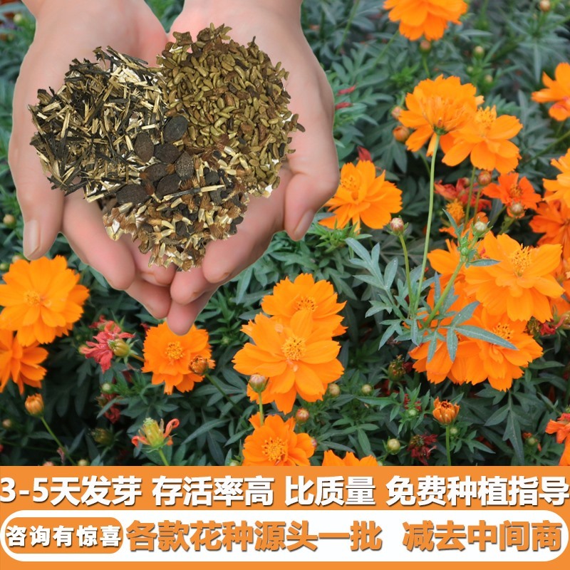 硫华菊种子景观花海草籽新采集优质草籽家庭园艺室外种易播