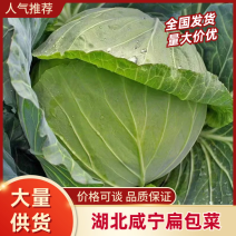 【湖北甘蓝】湖北包菜/扁包菜/整车批发/价格便宜源头产地