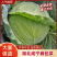 【湖北甘蓝】湖北包菜/扁包菜/整车批发/价格便宜源头产地