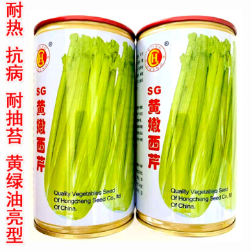 SG黄嫩西芹种子耐热耐寒黄杆绿油亮耐抽苔春秋四季