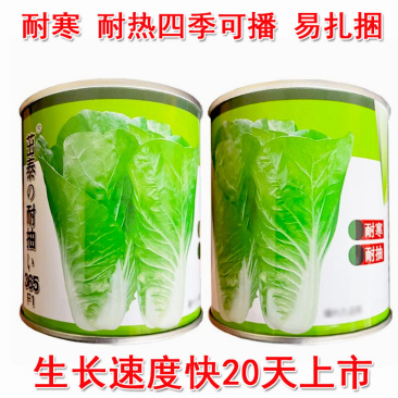 茁泰耐抽365快菜种子口感好耐热耐寒四季播种小白菜
