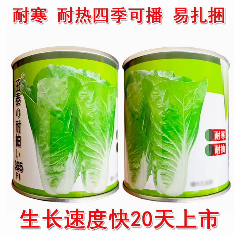 茁泰耐抽365快菜种子口感好耐热耐寒四季播种小白菜