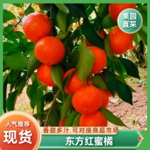 湖南特产东方红，基地直发一手货源，视频验货全国走货