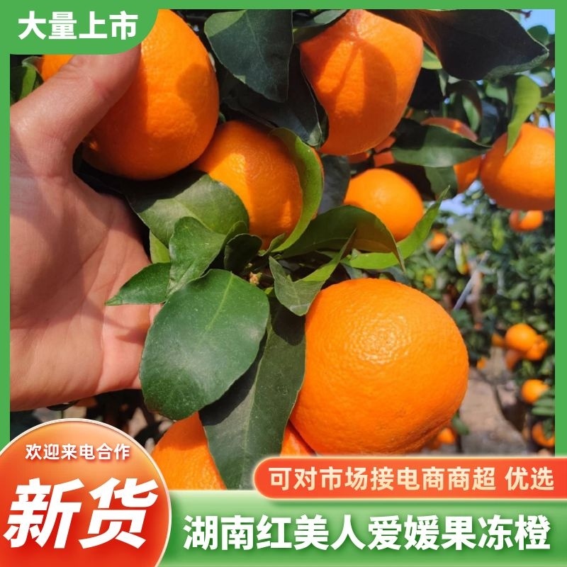 湖南爱媛红美人果冻橙新鲜上市，基地直发，视频验货全国走货