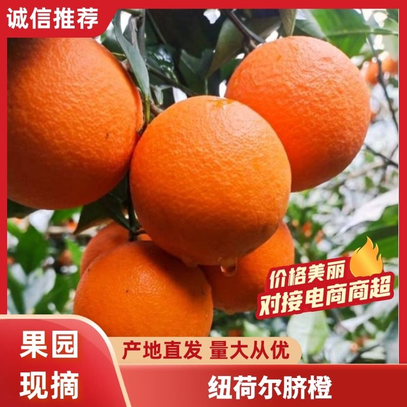 湖南纽荷尔脐橙新鲜上市，口感香甜化渣香气浓郁，视频验货