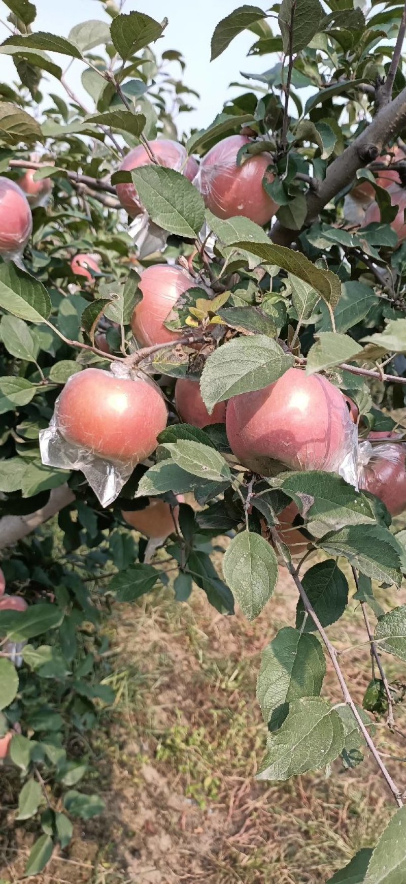 【山东苹果】红富士苹果，帮找车，诚信经营，客户至上！