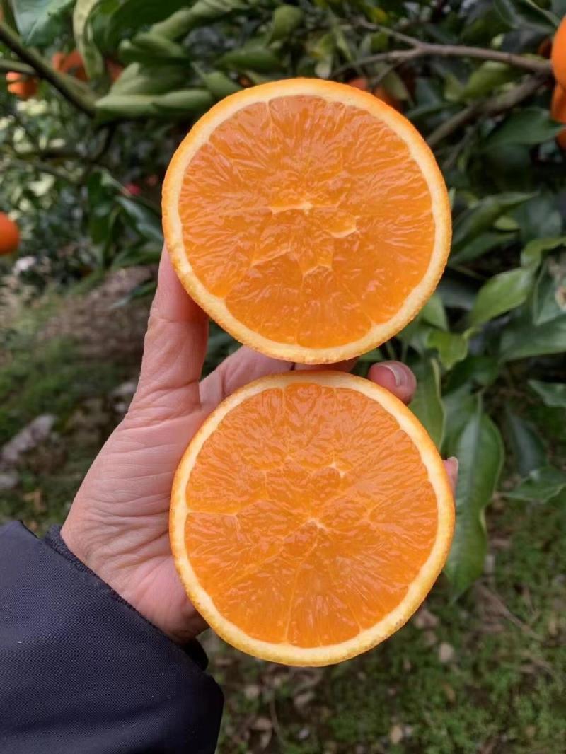 正宗纽荷尔脐橙长虹脐橙产地一手货源大量上市保质保量