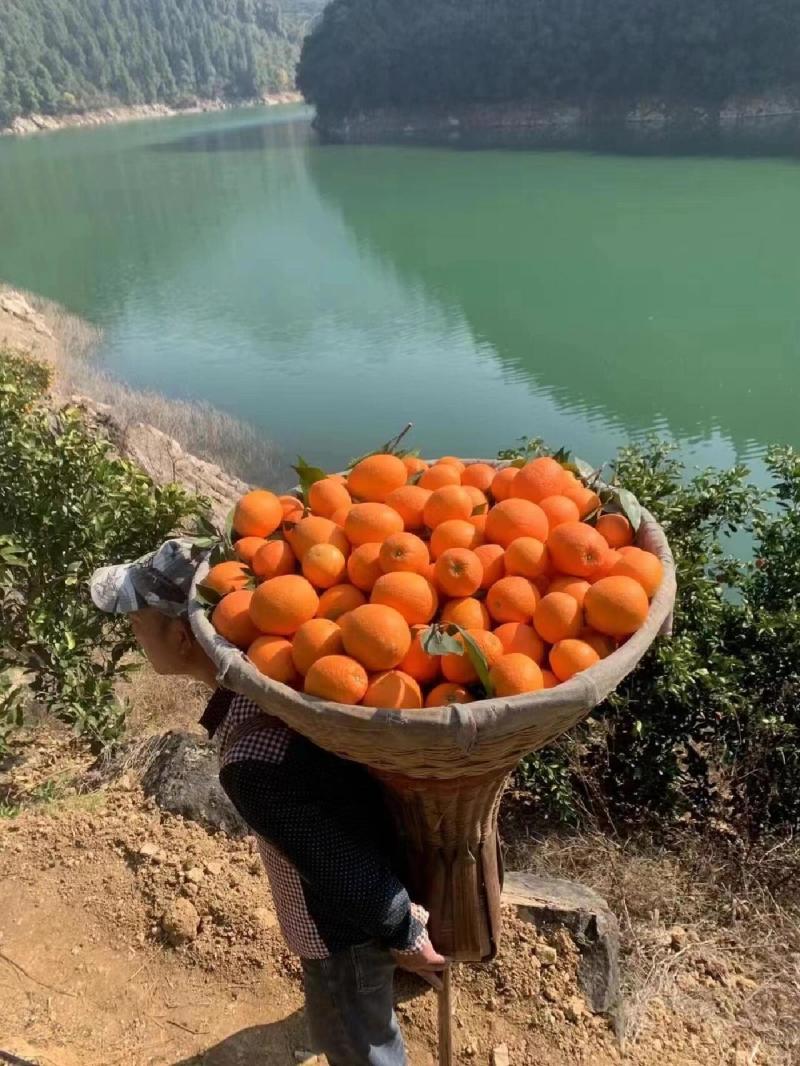 正宗纽荷尔脐橙长虹脐橙产地一手货源大量上市保质保量