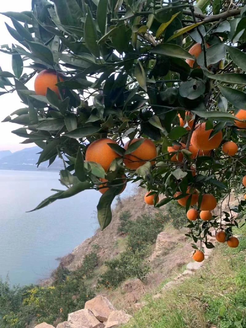 正宗纽荷尔脐橙长虹脐橙产地一手货源大量上市保质保量