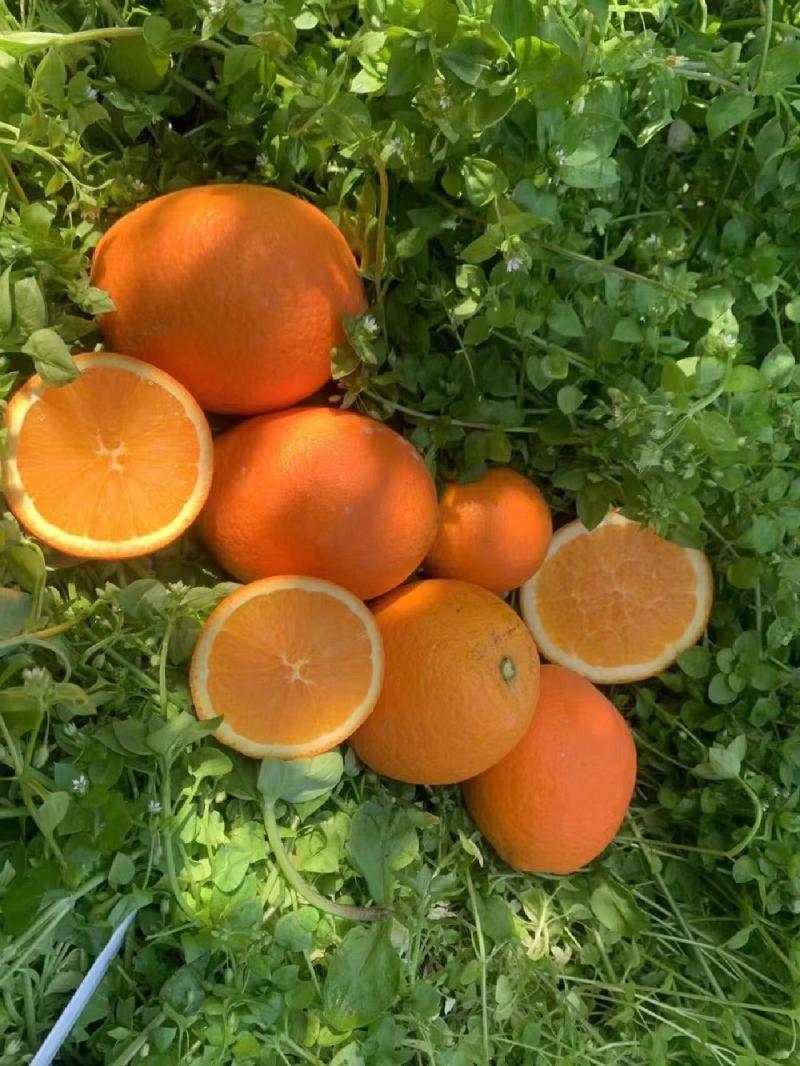 正宗纽荷尔脐橙长虹脐橙产地一手货源大量上市保质保量