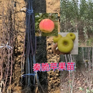 苹果苗苹果苗众成三苹果苗