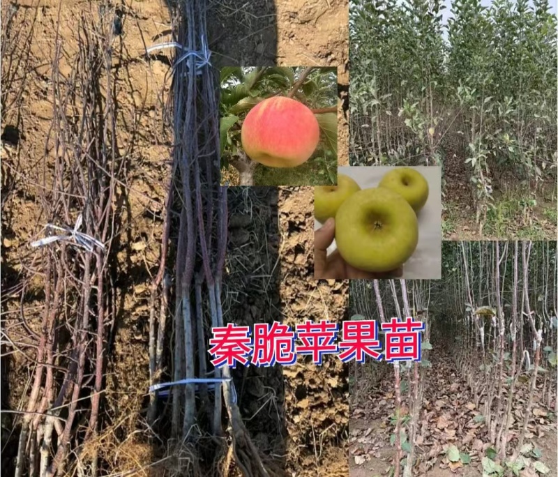苹果苗苹果苗众成三苹果苗