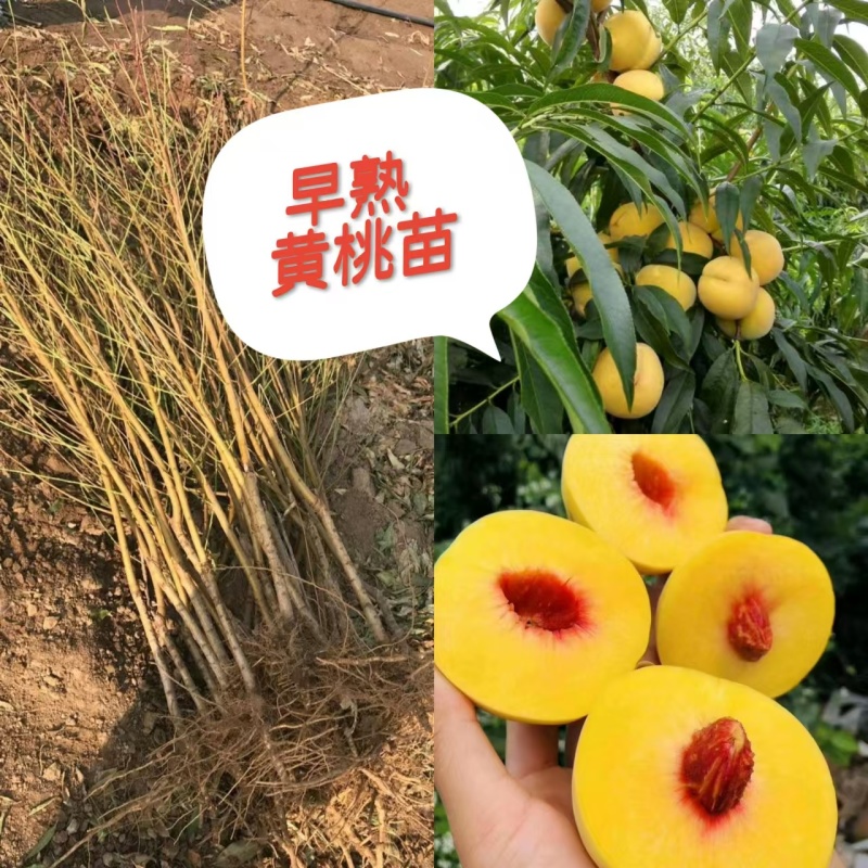 早熟黄桃树苗品种大果早熟黄桃苗水蜜桃树苗规格