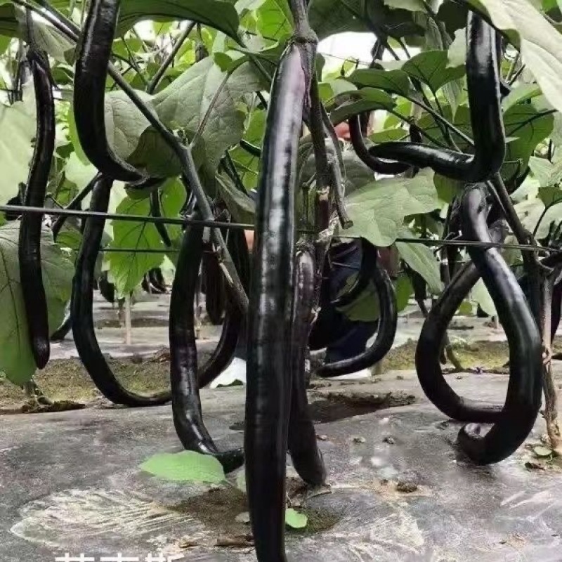 法国黑龙长茄种子茄条黑亮果粗细均匀口感绵软