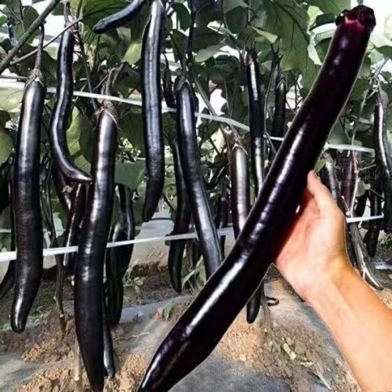 法国黑龙长茄种子茄条黑亮果粗细均匀口感绵软