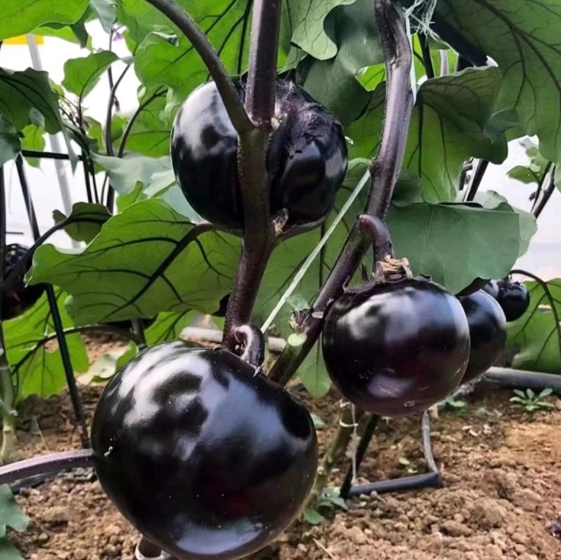 群兴紫圆茄种子早熟抗病果大肉多紫黑圆果耐寒耐热