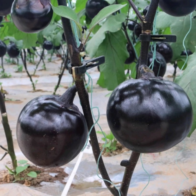 群兴紫圆茄种子早熟抗病果大肉多紫黑圆果耐寒耐热