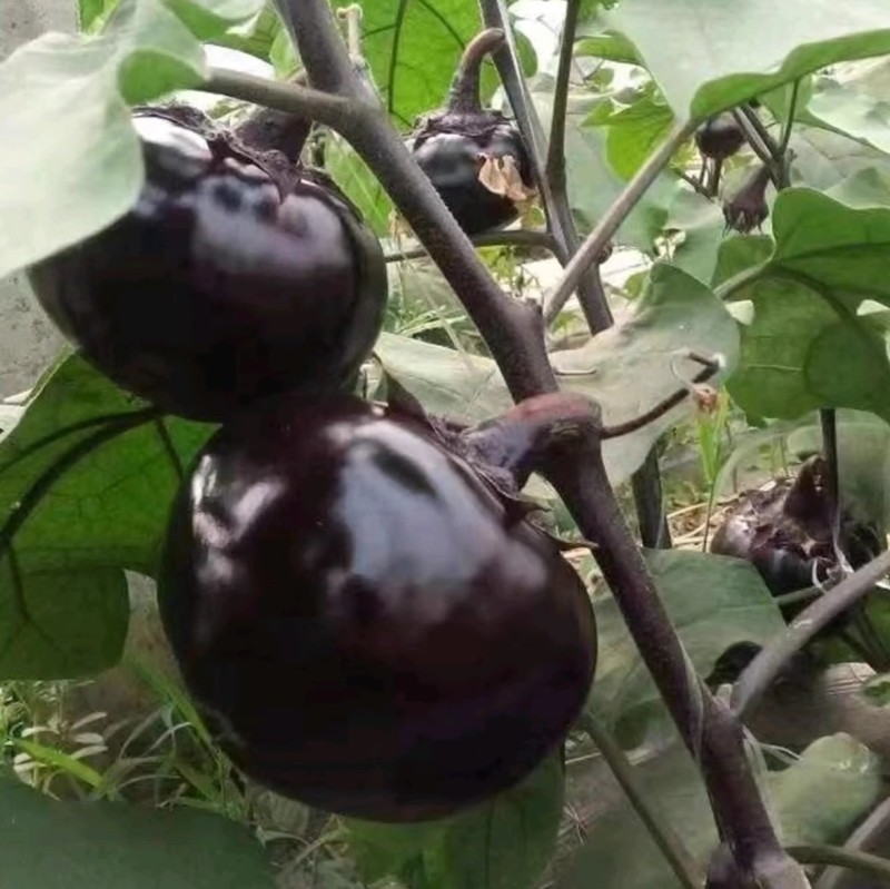 群兴紫圆茄种子早熟抗病果大肉多紫黑圆果耐寒耐热