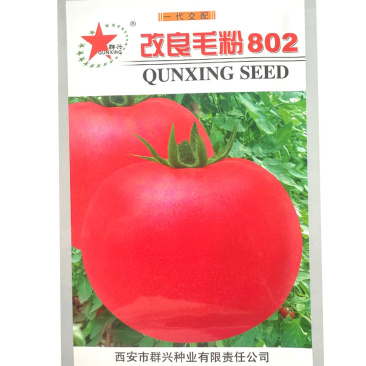 改良毛粉802番茄种子无限生长果皮较硬中早熟抗病
