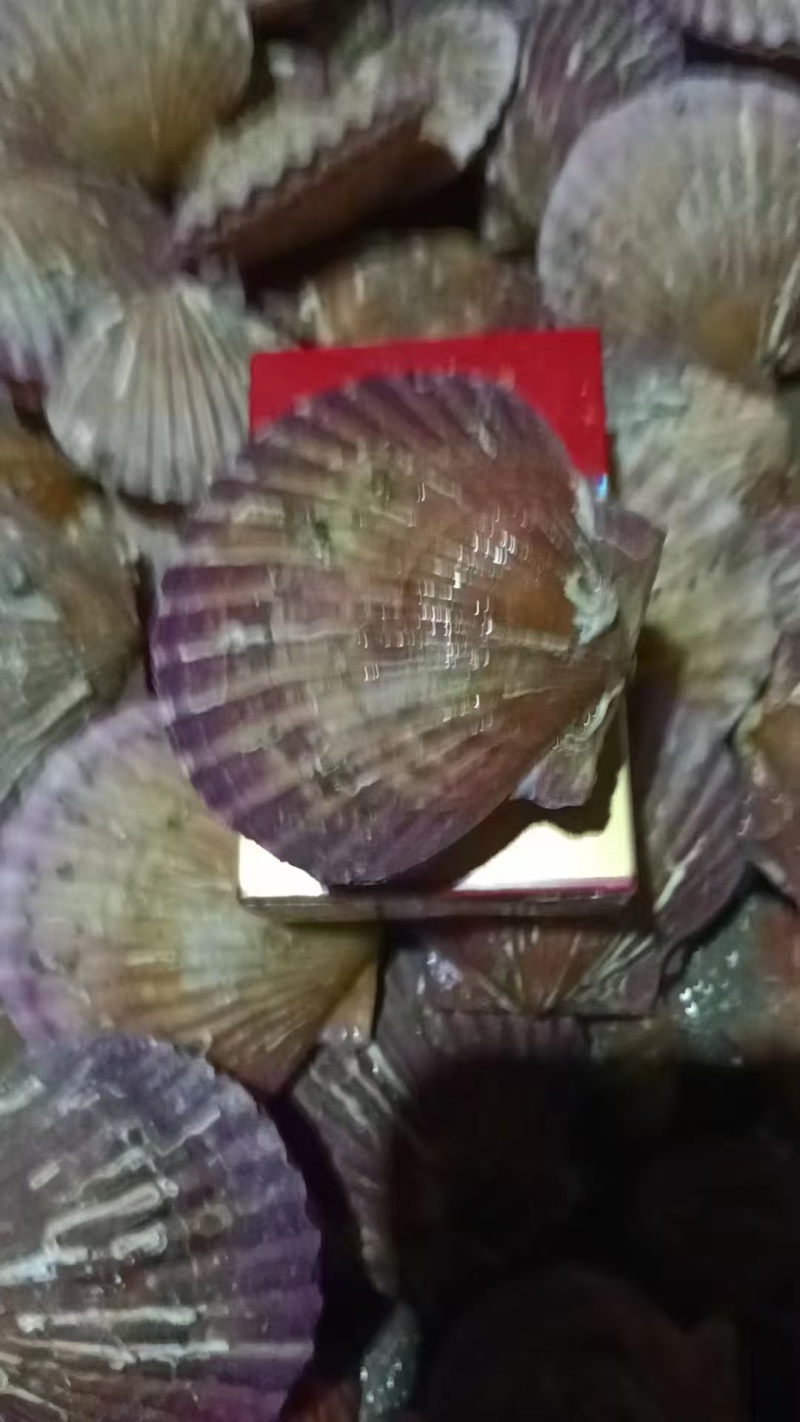 小红贝扇贝港湾贝大量上市一首货源码头直供欢迎视频看货
