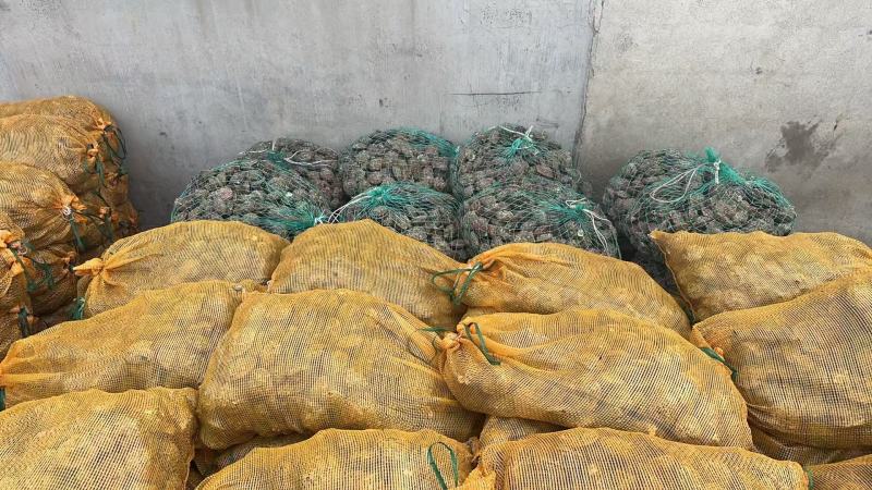 小红贝扇贝港湾贝规格大小齐全可按需包装大量上市量大从优