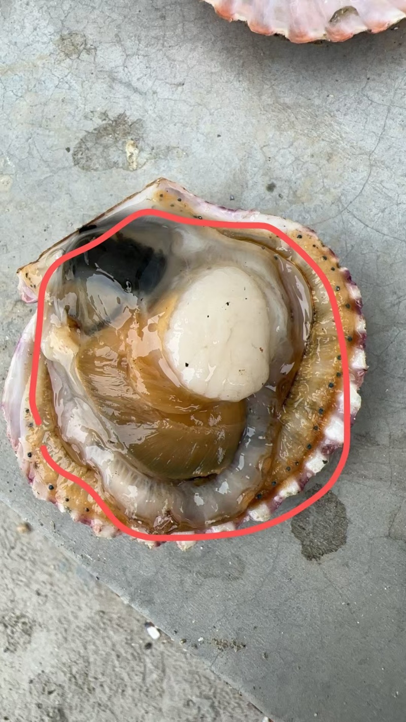 小红贝扇贝港湾贝规格大小齐全可按需包装大量上市量大从优