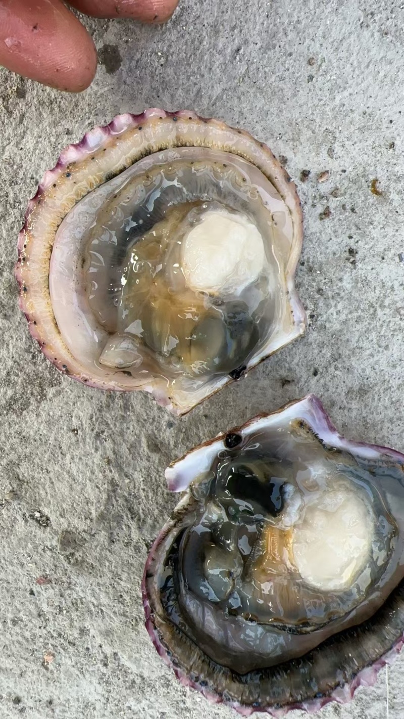 小红贝扇贝港湾贝规格大小齐全可按需包装大量上市量大从优