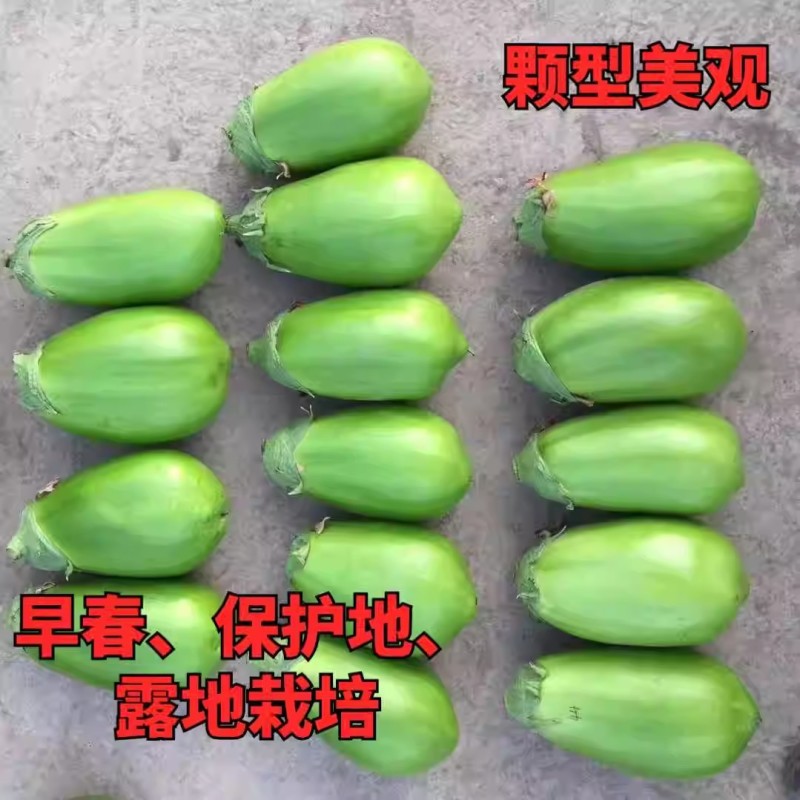 绿罐新秀绿罐茄种子青茄种子早熟皮色油绿