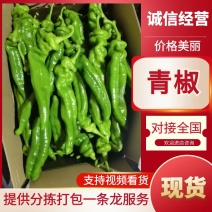 云南青椒大量上市，视频看货，对接商超市场电商社区团购