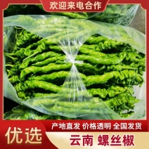 云南螺丝椒新上市，视频看货，对接商超市场电商社区团购