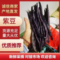 云南紫豆大量上新，视频看货，对接商超市场电商社区团购