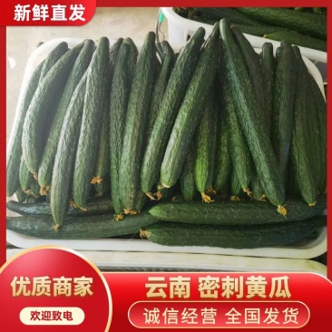 云南密刺黄瓜，大量上市，大量对接市场电商团购社区