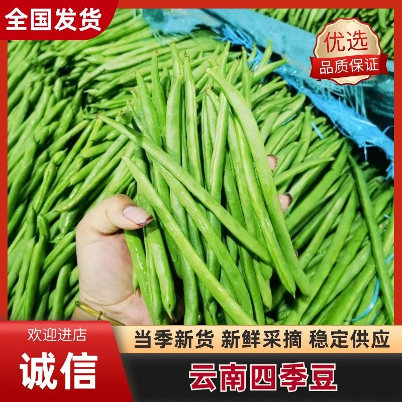 云南小金豆四季豆新鲜上市，一手货源，视频看货