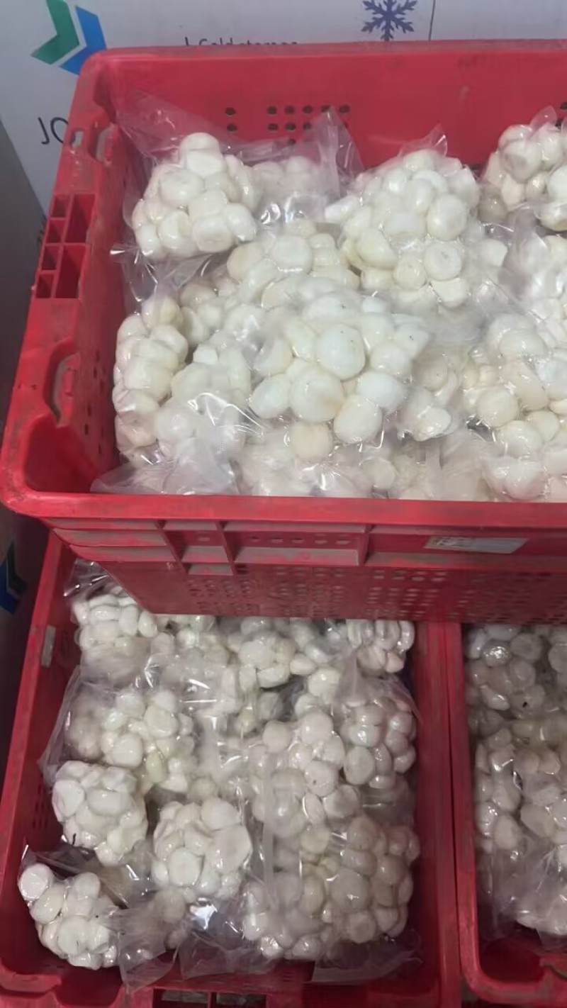 去皮马蹄口感好马蹄翠口甜大个去皮马蹄真空包装批发