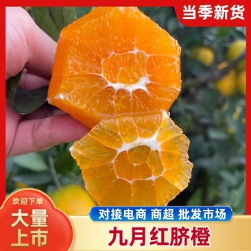 纽荷尔中华红九月红长虹脐橙品种齐全看园定货，全国代收代发
