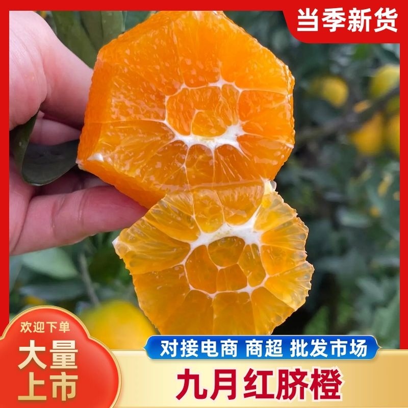 精品九月红脐橙口感纯甜化渣可以吸管吃看园定货代收代发
